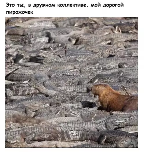 Смешная картинка №700848