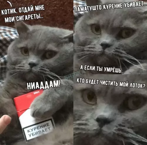 Смешная картинка №466924 Когда даже котэ следит за твоим здоровьем
