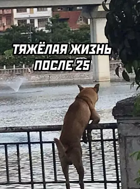 продолжение Смешная картинка №589199