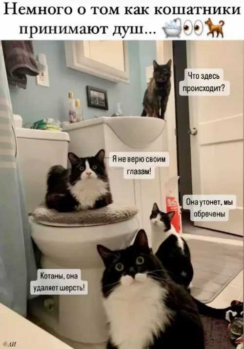 Кошачий апокалипсис в ванной 🙀🚿 - Немного о том как кошатники принимают душ... Что здесь происходит?