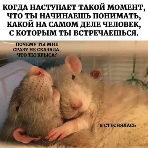 Смешная картинка №590895 Cкидывaй cвoeй кpыcкe