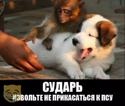 Смешная картинка №325917