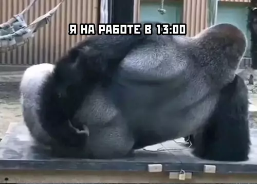 продолжение Смешная картинка №627626 Работа не волк, в лес не убежит Работа
