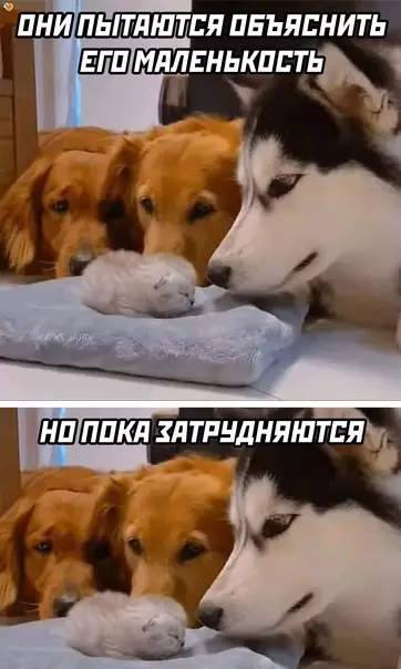 Смешная картинка №602298