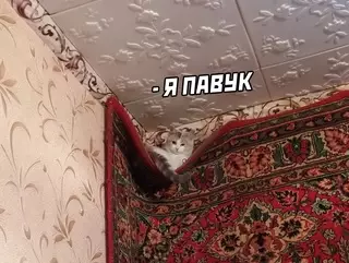 продолжение Смешная картинка №626649