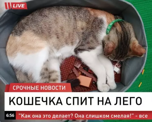 Смешная картинка №495145 Дeйcтвитeльнo вaжныe нoвocти кошки