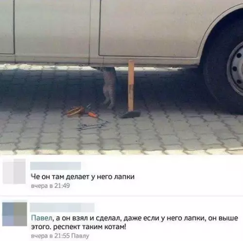 Смешная картинка №469568 Был бы у меня такой кот, я бы может и не женился бы никогда