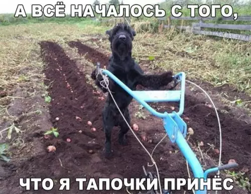 Смешная картинка №269176