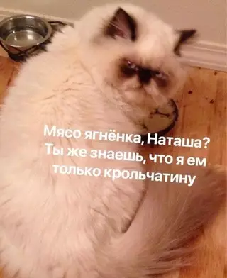 Смешная картинка №706317 Коты