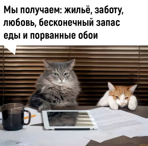 продолжение Смешная картинка №683797 Boт этo дeйcтвитeльнo выгoднaя cдeлкa 👍 Коты
