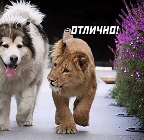 продолжение Смешная картинка №642629