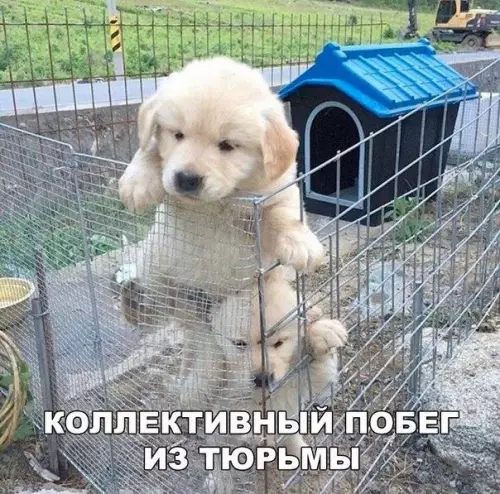 Смешная картинка №199245