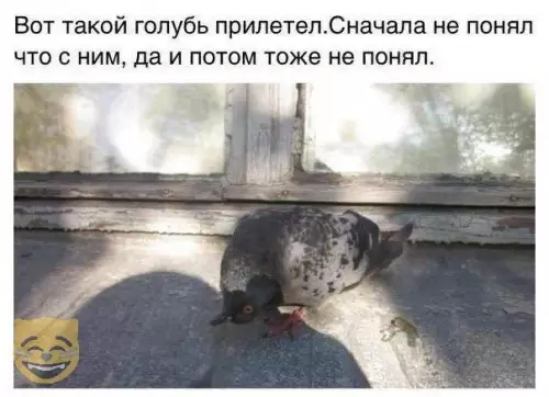 Смешная картинка №328459