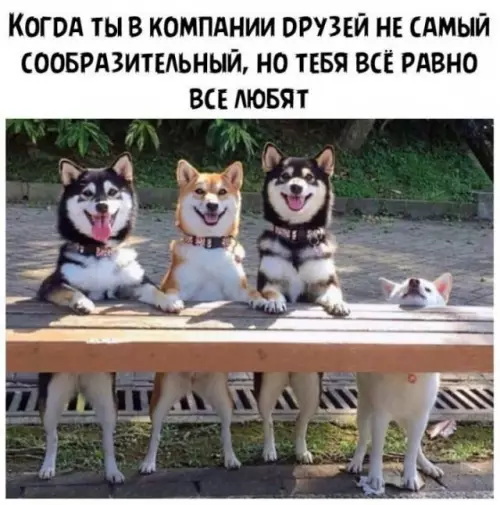 Тот самый друг, которого все обожают! 😂🐶 - КОГДА ТЫ В КОМПАНИИ ДРУЗЕЙ НЕ САМЫЙ СООБРАЗИТЕЛЬНЫЙ, НО ТЕБЯ
