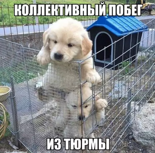 Смешная картинка №274127 собаки, щенки