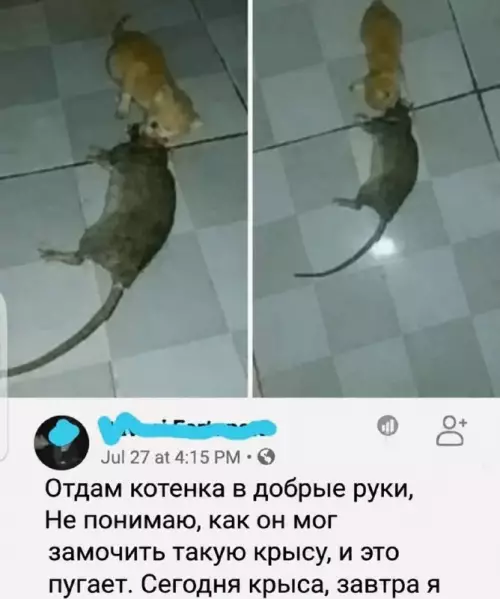 Смешная картинка №817070 Опасный малый Коты