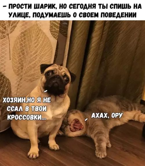 Смешная картинка №217018