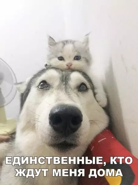 Смешная картинка №185952