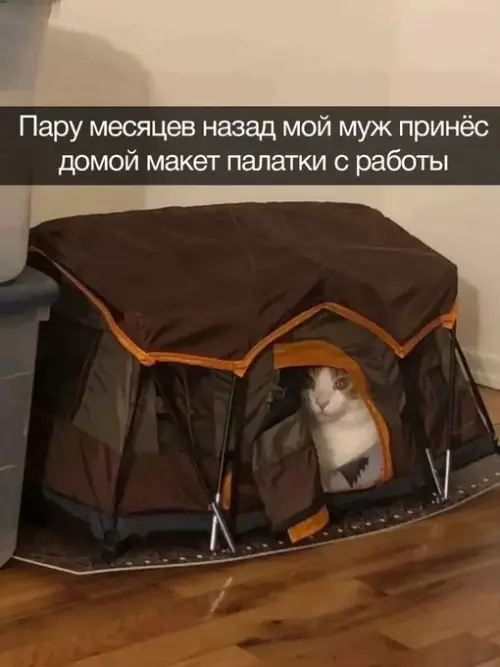 Смешная картинка №679929 коты