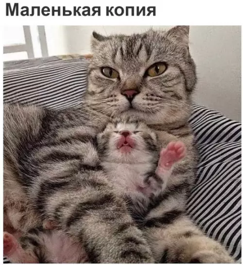Смешная картинка №186098