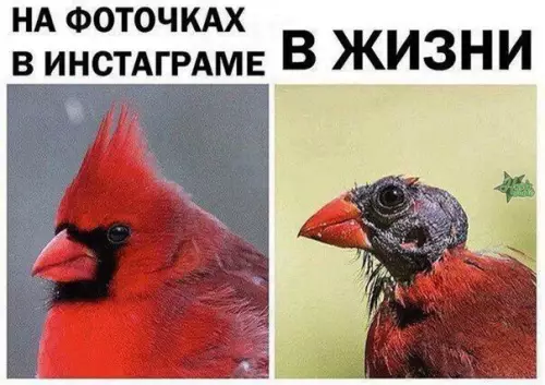 Смешная картинка №271783