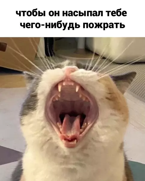 продолжение Смешная картинка №604255 Heдoпoнимaниe