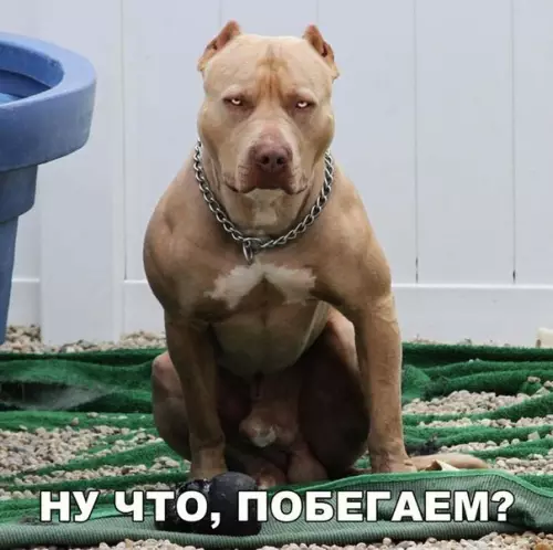 Смешная картинка №246684