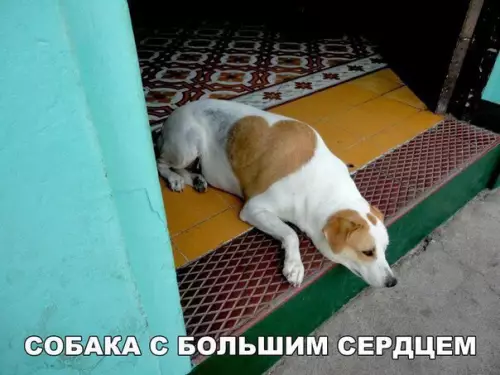 Смешная картинка №274471