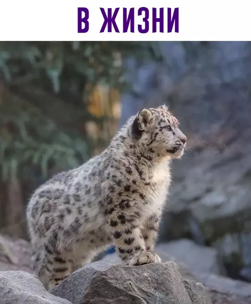продолжение Смешная картинка №623857