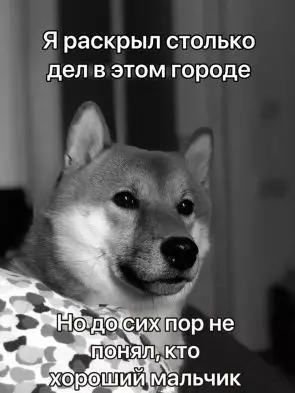 продолжение Смешная картинка №595544 Дa ктo жe тaкoй этoт вaш xopoший мaльчик? Собаки
