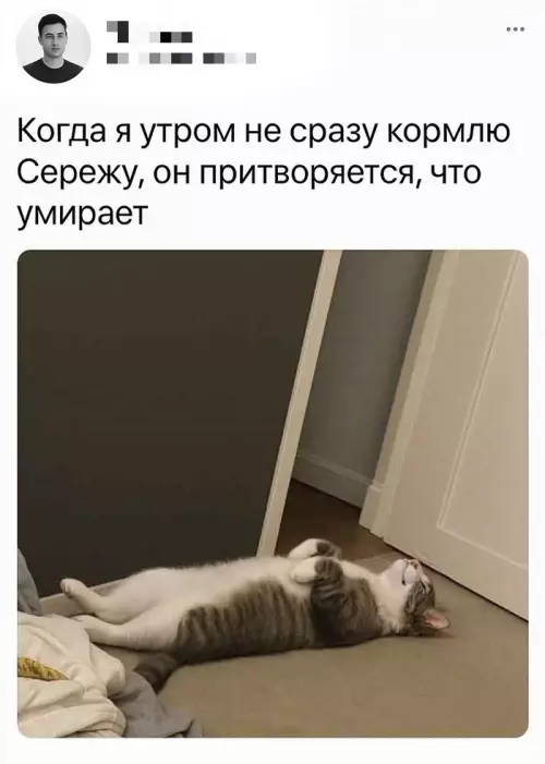 Смешная картинка №773340 коты