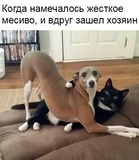 Смешная картинка №271432