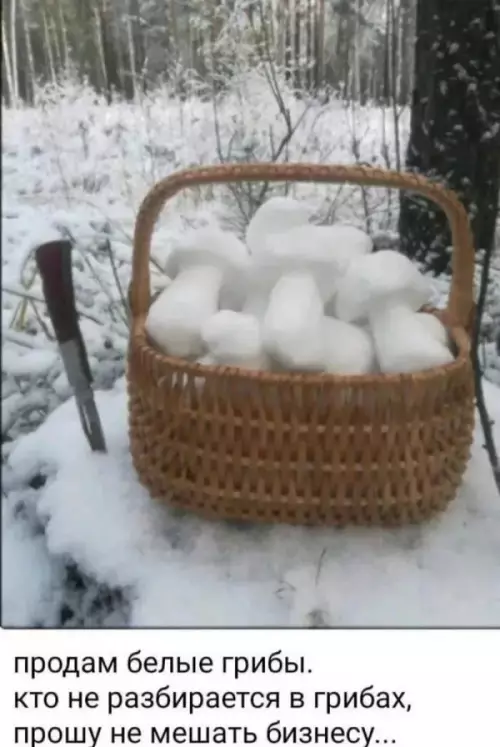 Уникальный улов: белые грибы в зимнем сезоне! 🍄❄️ - продам белые грибы. кто не разбирается в грибах, прошу не