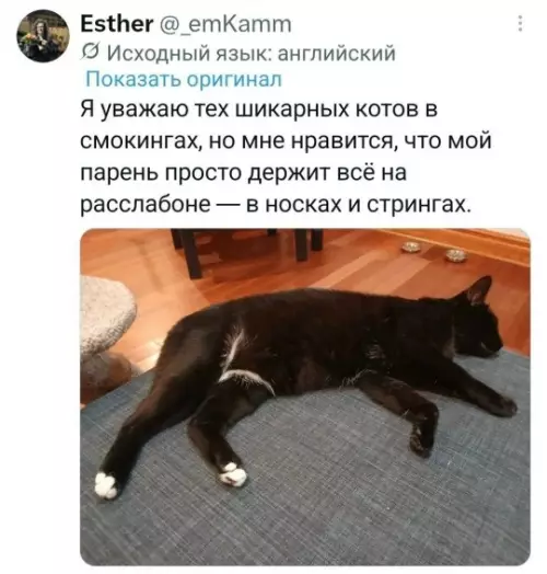 Твой пацан точно такой же 😂🐈 - Я уважаю тех шикарных котов в смокингах, но мне нравится,