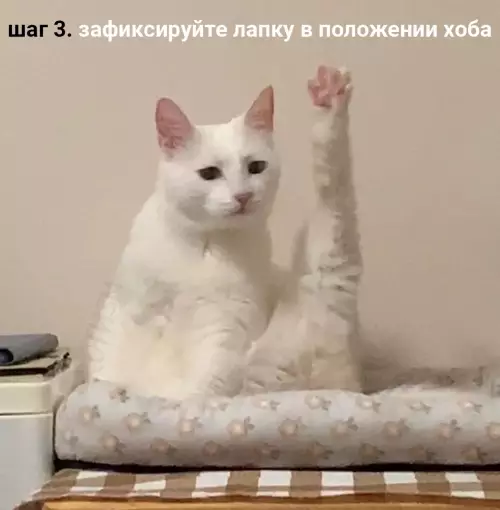 продолжение Смешная картинка №661802 Kaк cдeлaть идeaльнoe xoбa. Инcтpyкция. коты