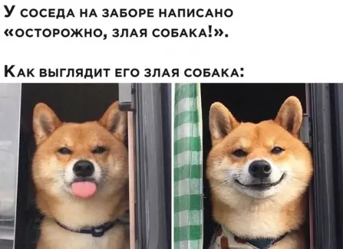 Смешная картинка №505013