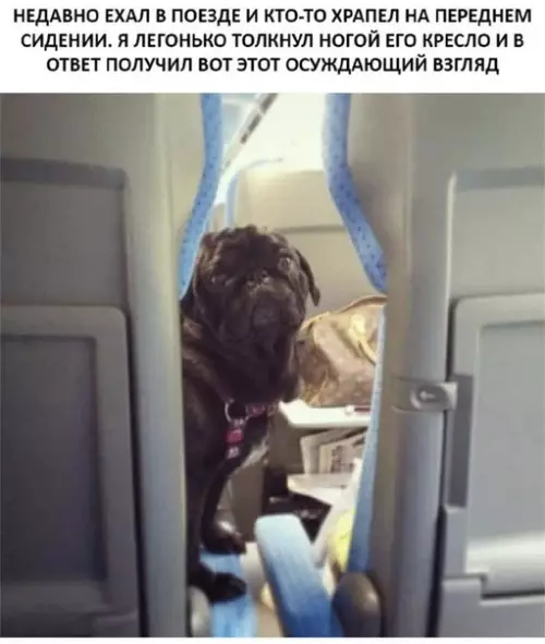 Смешная картинка №468900 Осуждающий мопс:3