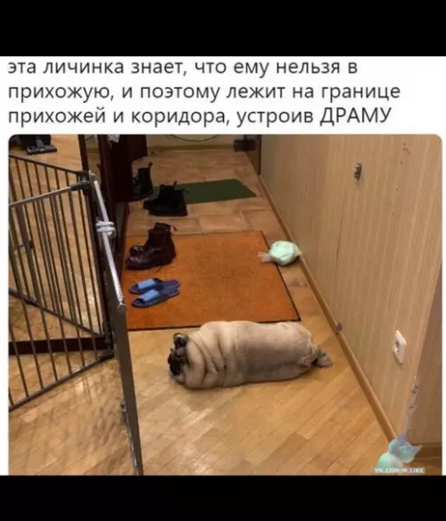 Смешная картинка №341864