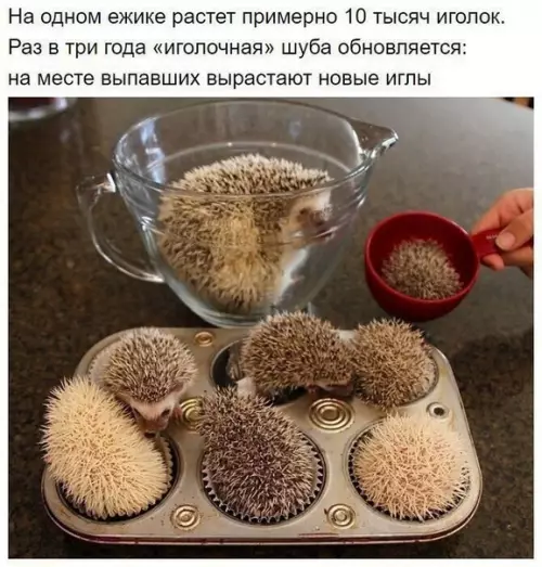 Смешная картинка №305528