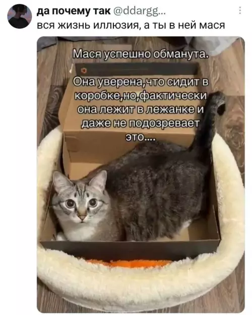 Мася в ловушке реальности 😂📦 - да почему так ddargg... вся жизнь иллюзия, а ты в