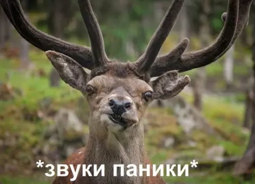 продолжение Смешная картинка №747061 Потеряли пацана