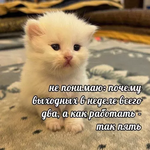 Где мои выходные?! 😿💔 - не понимаю: почему выходных в неделе всего два, а как
