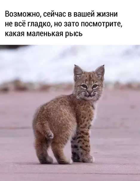 Смешная картинка №442477 милаха:3