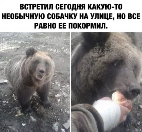 Смешная картинка №485506 Может он собачек никогда не видел ?