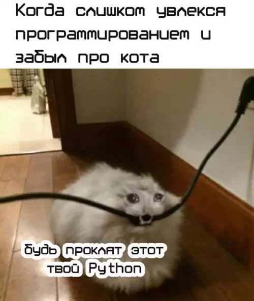 Смешная картинка №666529 коты