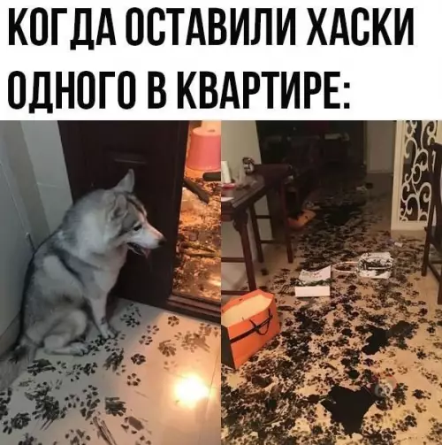 Смешная картинка №503464 Через 5 минут на авито: "к лотку приучен, ест все"