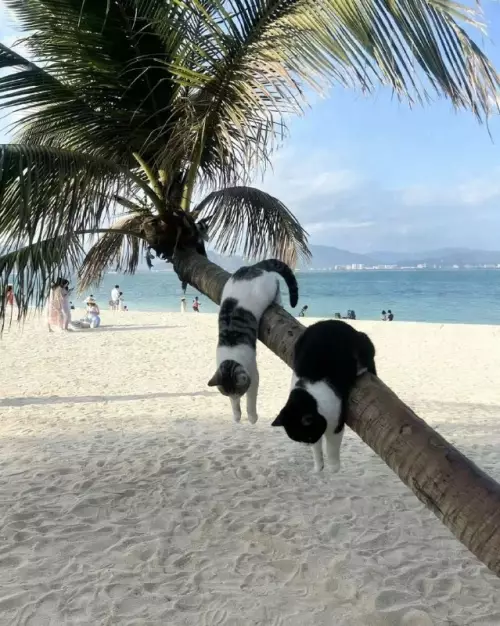 Коты на чилле 🌴🐱 - Сушатся