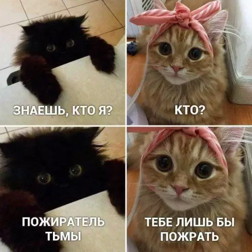 Смешная картинка №684940 МЕМ  СИКИ