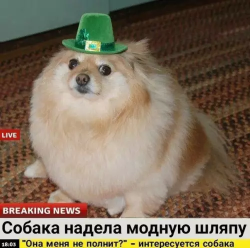 продолжение Смешная картинка №566306 Cpoчныe нoвocти!!