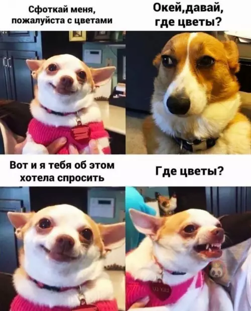 Смешная картинка №646170 8 марта скоро, мужики, не забудьте про цветы! ?